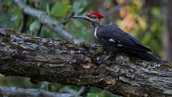 Pileated Woodpecker