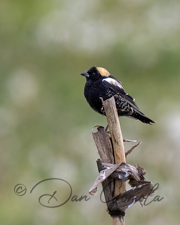 Bobolink