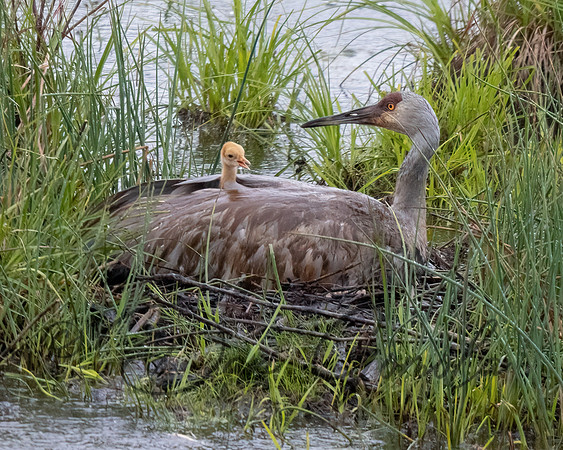 Sandhill Crane