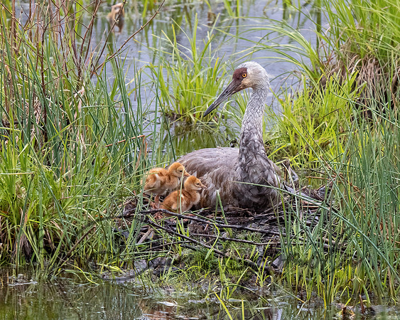 Sandhill Crane