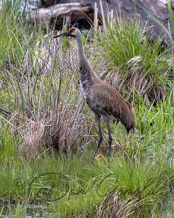 Sandhill Crane