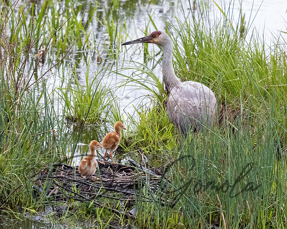 Sandhill Crane