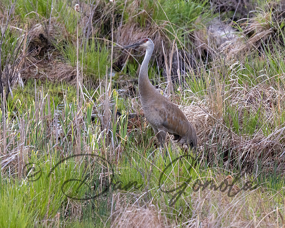 Sandhill Crane
