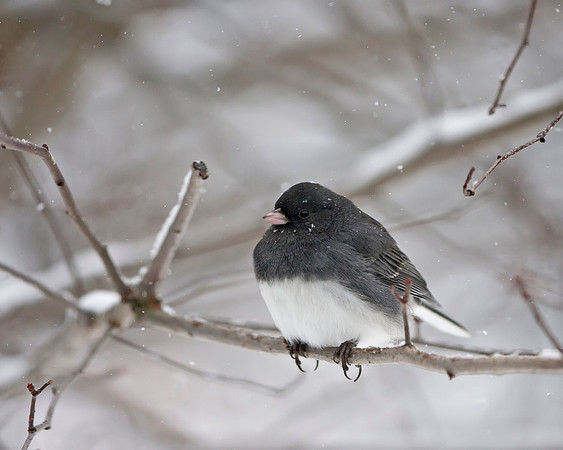 Dark-eyed Junco