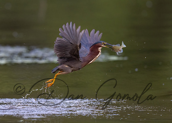 Green Heron