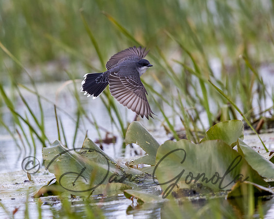 Eastern Kingbird