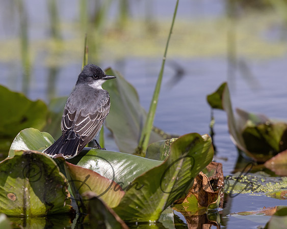 Eastern Kingbird