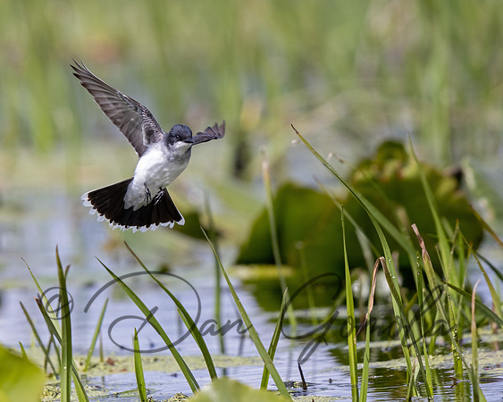 Eastern Kingbird