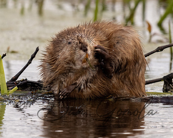 Muskrat
