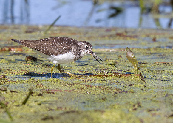 Solitary Sandpiper