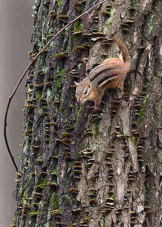 Eastern Chipmunk