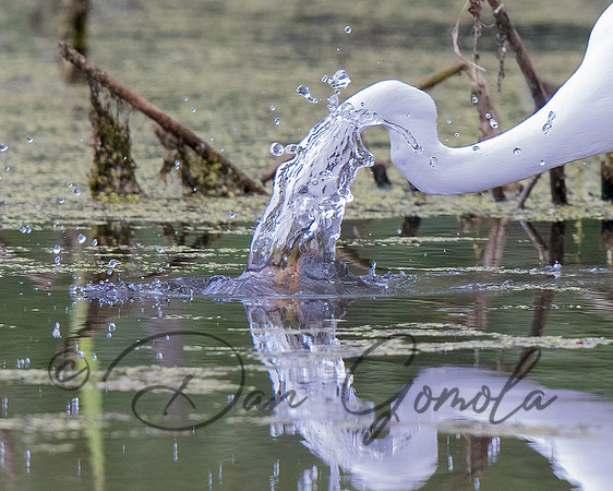Great Egret