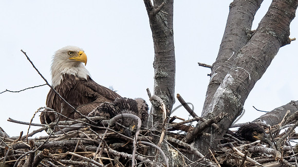 Bald Eagle