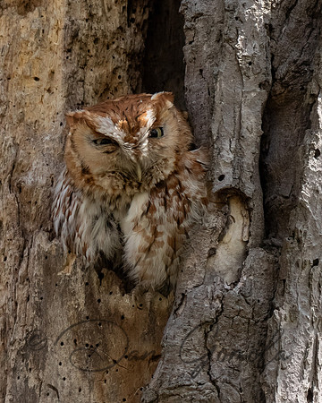 Eastern Screech Owl