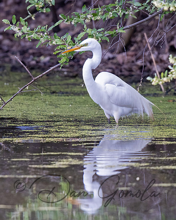 Great Egret
