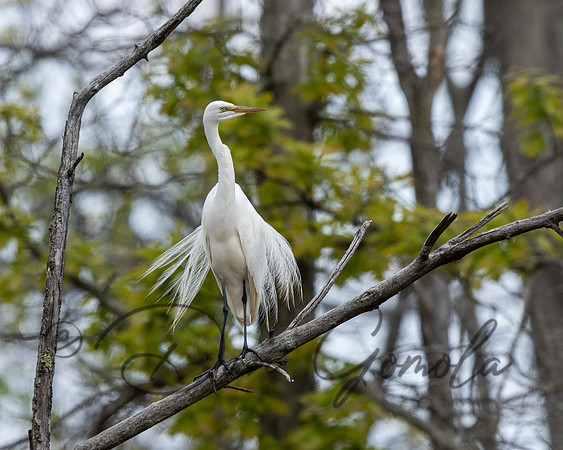 Great Egret