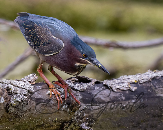 Green Heron