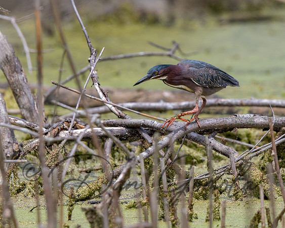 Green Heron