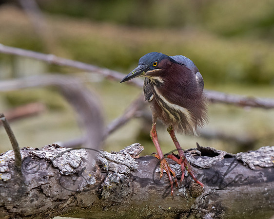 Green Heron