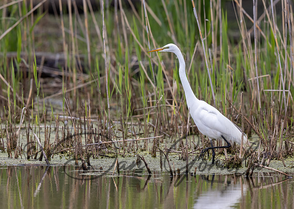 Great Egret
