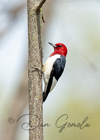 Red-headed Woodpecker