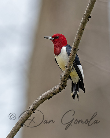 Red-headed Woodpecker