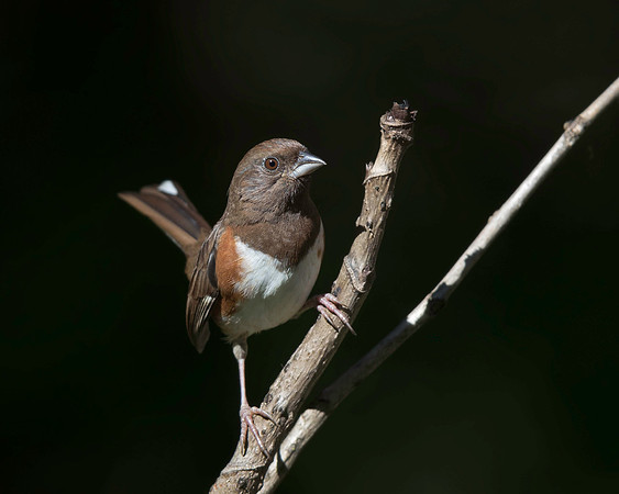 Eastern Towhee