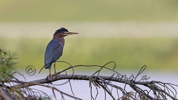 Green Heron
