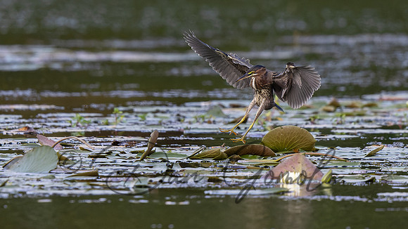 Green Heron