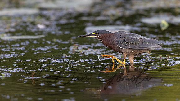 Green Heron