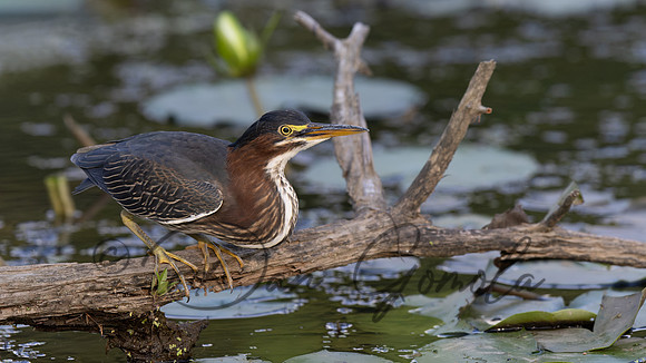 Green Heron