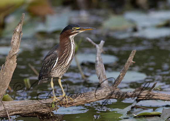 Green Heron