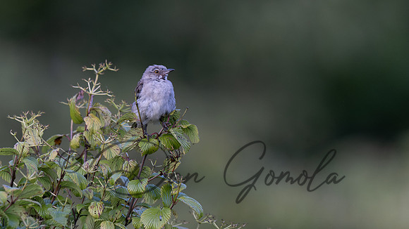 Northern Mockingbird