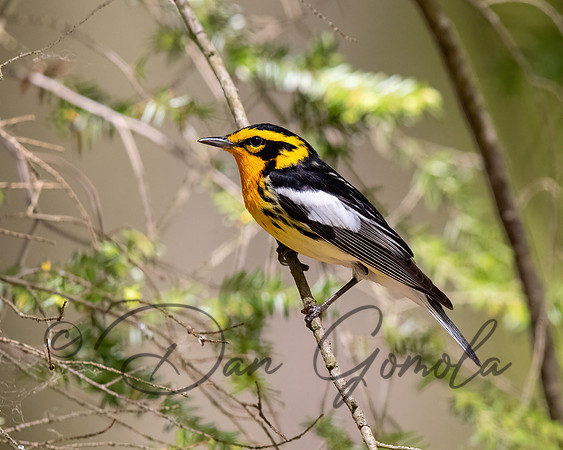 Blackburnian Warbler