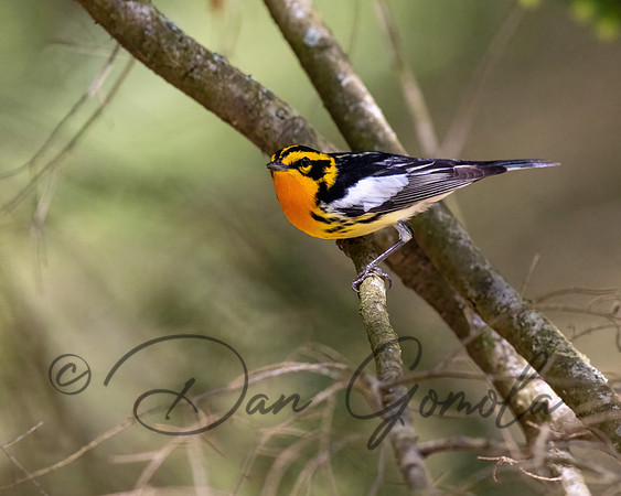 Blackburnian Warbler