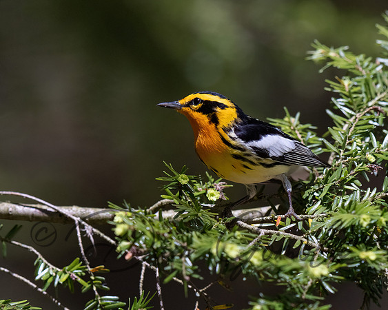 Blackburnian Warbler