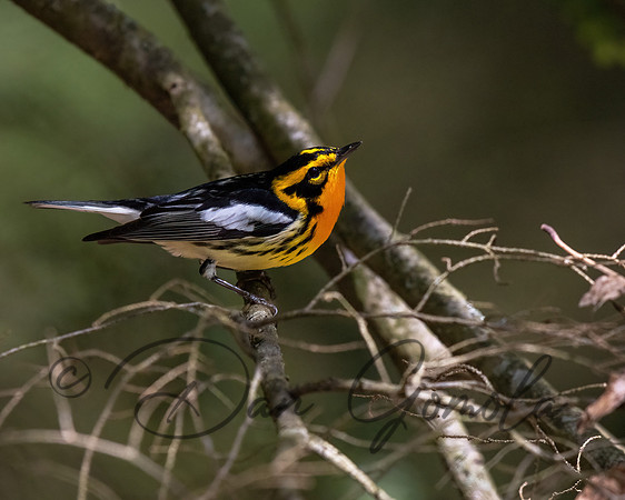 Blackburnian Warbler