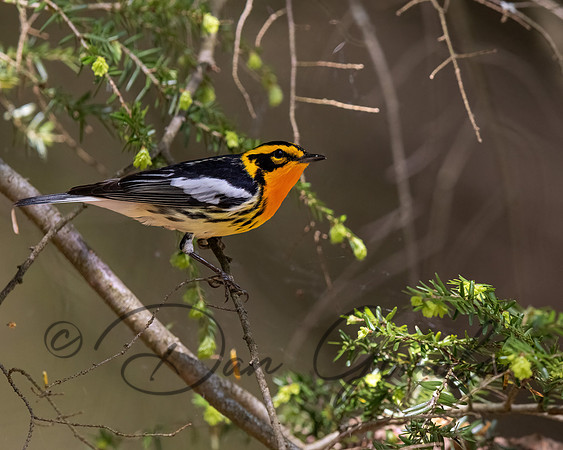 Blackburnian Warbler