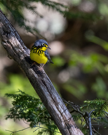 Canada Warbler