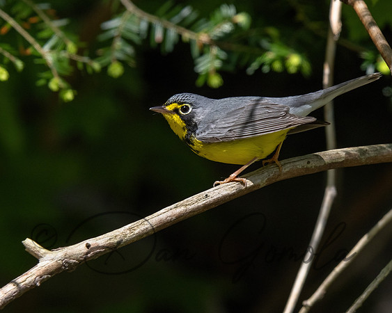Canada Warbler