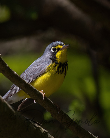 Canada Warbler