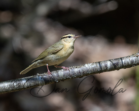 Worm-eating Warbler