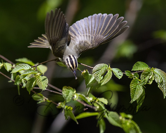 Worm-eating Warbler