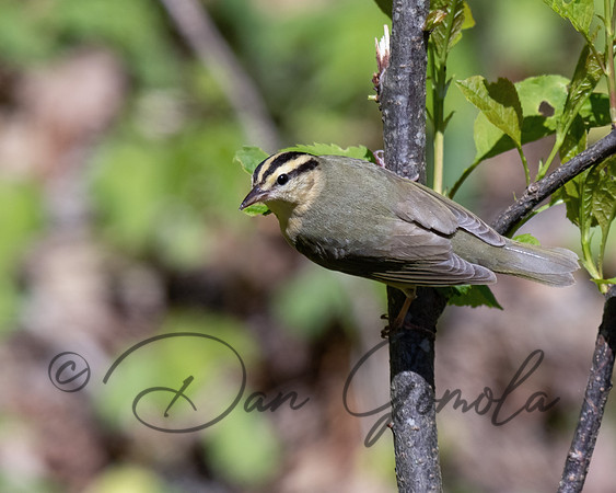 Worm-eating Warbler