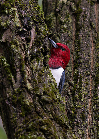Red-headed Woodpecker