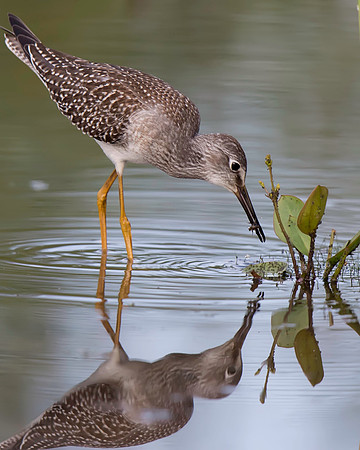 Lesser Yellowlegs