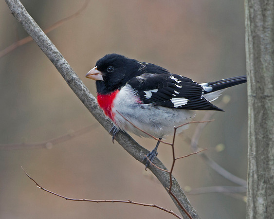 Rose-breasted Grosbeak