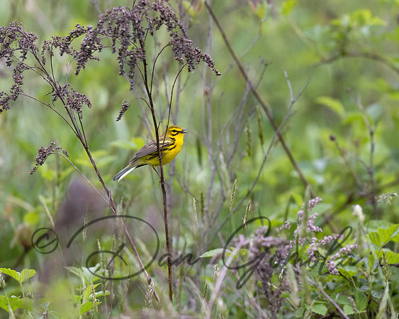 Prairie Warbler