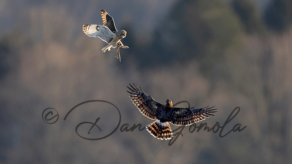 Northern Harrier and Short-eared Owl