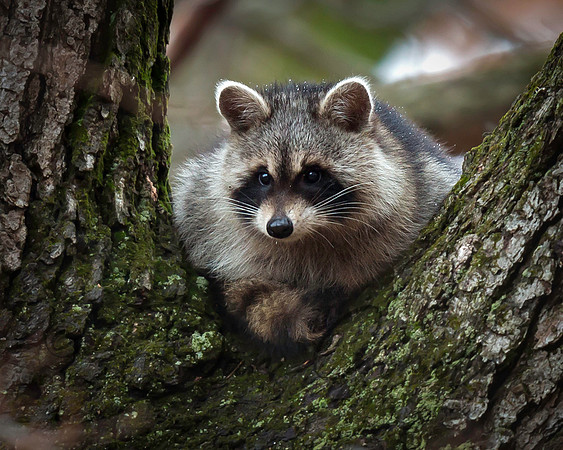 Raccoon